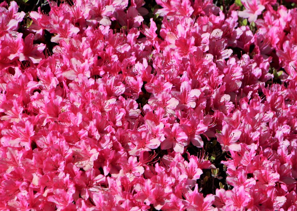 IMG_1552 punainen kukkamatto